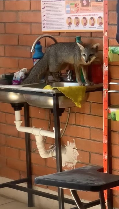 Video: Zorro interrumpe clases en la primaria Libertad de Monclova