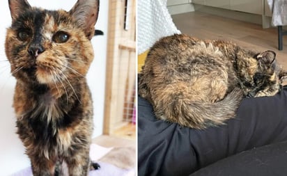 Flossie, la gatita de 26 años que recibió el récord Guinness por ser la más longeva del mundo: De acuerdo con los registros de Guinness World Records, la mascota goza de buena salud, pese a tener problemas de visión y sorde