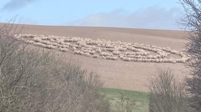 Animales caminan en círculos por días y causan terror en Internet