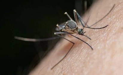 ¿Por qué los mosquitos te pican más que a otras personas?