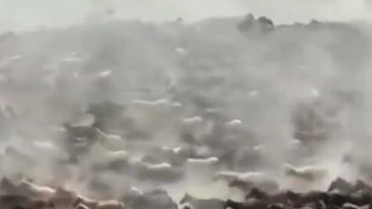 VIDEO: Decenas de caballos caminan en círculos en China, como las ovejas: Ahora el extraño comportamiento de animales que provoca que los animales caminen en círculos ha llegado a docenas de caballos en