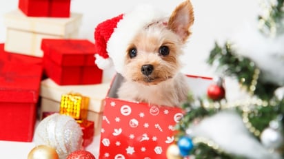 Perros utilizados como obsequio de navidad son abandonados