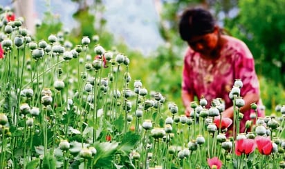 Marina urge apoyos para que campesinos dejen de sembrar amapola