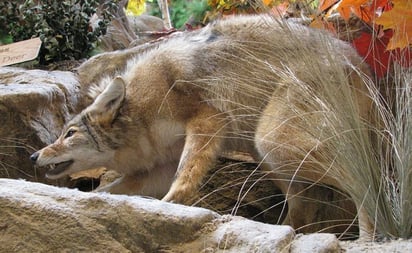 Video. Coyote atrapa a mordidas a niña pequeña en vecindario de Los Ángeles