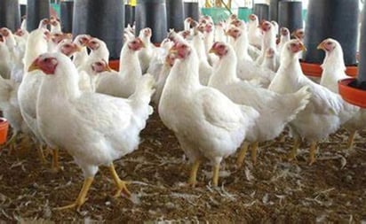 Se han sacrificado más de 100 mil pollos por gripe aviar en Yucatán