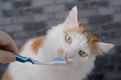 ¿Por qué hay que cepillarle los dientes a tu gato?