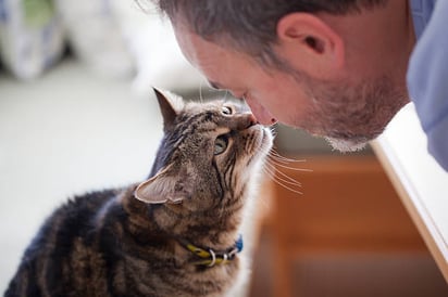 Como lograr que tu gato sea más cariñoso