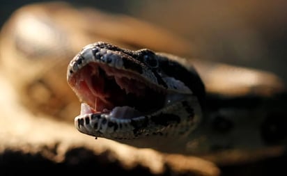 Boa de más de 2 metros causa zozobra a habitantes Medellín, Veracruz 