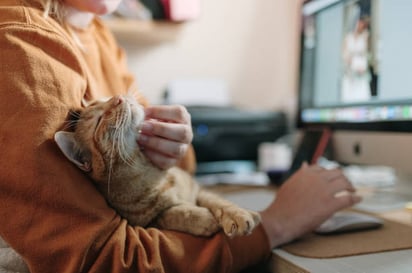 Un nuevo estudio determina dónde y cuándo empezaron los gatos a ser nuestras mascotas