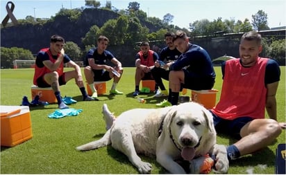 VIDEO: Pumas despide a 'Chicharrón', el perrito fallecido del club Mediante un vídeo en sus redes sociales el club anunció el fallecimiento de su masc