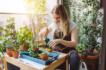 Plantas curativas que se pueden cultivar en casa