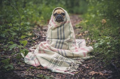 Las plantas y mascotas, se tiene que proteger del frío