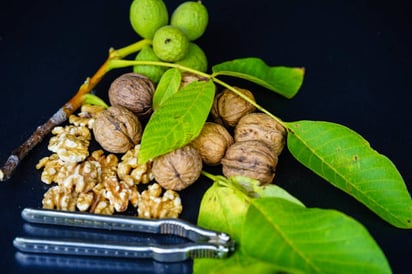 El árbol de la nuez y sus Propiedades medicinales  