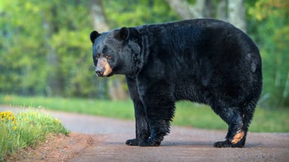 Según estudios los osos americanos cambian su color de pelaje por una cuestión evolutiva