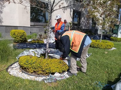 Municipio protegerá plantas de plazas por el frío