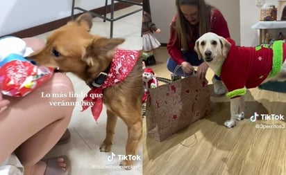 TikTok: Lo más tierno que verás hoy, lomitos abren sus regalos de Navidad