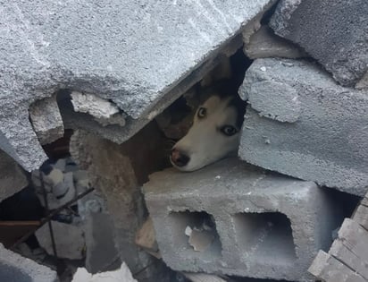 Bomberos rescatan a perrito que quedó atrapado tras explosión