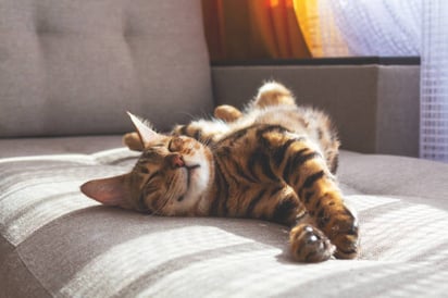 ¿Qué es lo que les gusta a los gatos? cosas que lo harán feliz