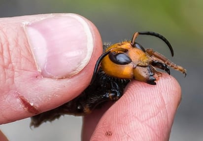 Una sola reina gigante de “avispón asesino” provocó la invasión de Europa