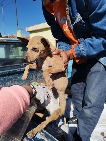 Mascotas afectadas por la explosión, ya son atendidas