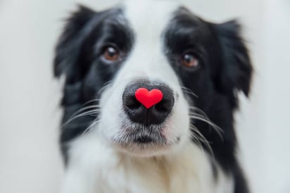 La ciencia revela de qué color ven los perros