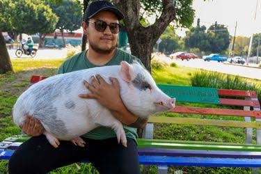 'Lupito el cerdito', nombrado nuevo embajador de DH de Puebla