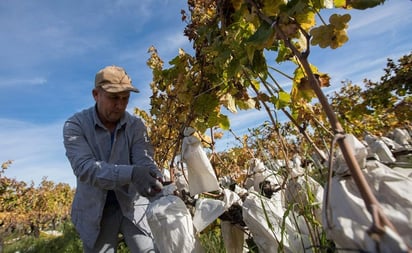 Una burla que se hizo tradición. ¿De dónde viene la idea de comer 12 uvas en Año Nuevo?