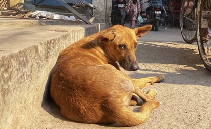 Diputado del PRI propone instalar centros de bienestar animal en localidades con pobreza extrema