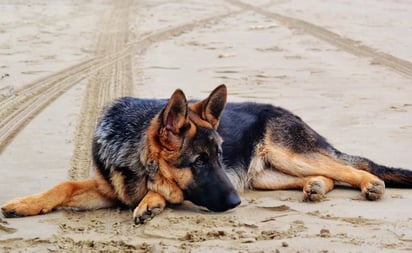 Perrita se asusta y escapa de la pirotecnia en Baja California... la localizan en EU