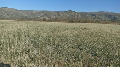 Cultivos se pierden tras heladas en la región