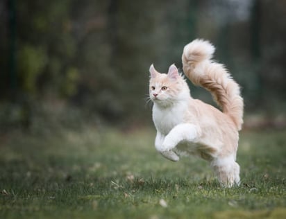 ¿Por qué los gatos mueven la cola?