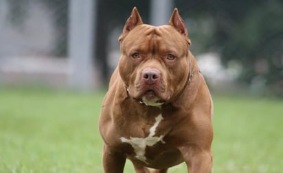 Muere niña en Louisiana tras ser atacada por el pitbull de su vecino