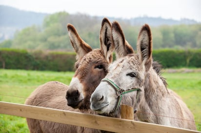 El significado de la frase 'La carne de burro no es transparente'