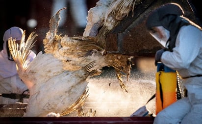 Sacrifican 10 millones de aves en Japón para contener la gripe aviar