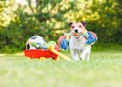 Esta es la razón por la que los perros ocultan objetos