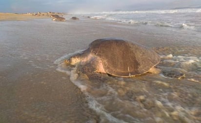 Declaran a Chacahua y Escobilla, santuarios de tortugas y nuevas Áreas Naturales Protegidas de Oaxaca