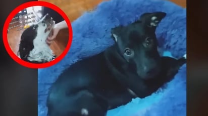 Perrito se encela y hace berrinche porque no le compraron una cama: Este video comprueba que también los animales hacen berrinche, pero en su caso, consiguen enamorar a sus dueños y terminan hacie