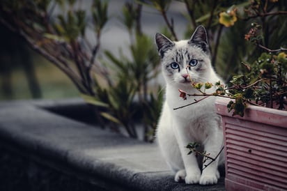 Compartir la vida con un gato reduce el estrés y mejora la autoestima