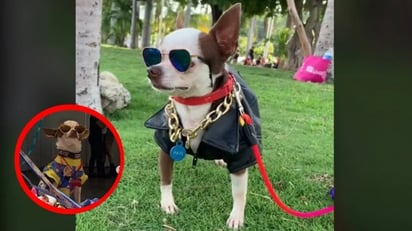 Perrito modelo enamora a millones de usuarios en TikTok: El nivel de guapura y la pose de este perrito, te hará sentir avergonzada o avergonzado de tu imagen.