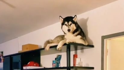 Perrito Husky se apodera de librero y se hace viral: El canino encontró su lugar en lo más alto de un mueble y no le importó tirar todo a su paso