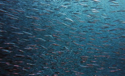 Calentamiento de los océanos reducirá el tamaño de peces de agua profunda, según un estudio