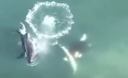 Dron capta a grupo de orcas cercando y matando a un tiburón blanco