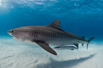 Una niña se enfrentó a un tiburón y esto paso 