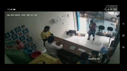 VIDEO: Lomito conmueve tras pedir ayuda en una veterinaria luego de sufrir un accidente