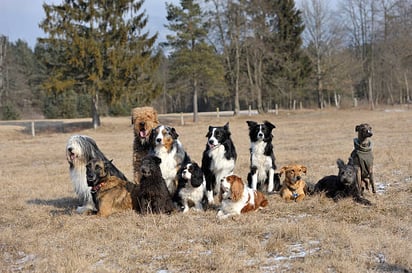 Los perros más inteligentes del mundo