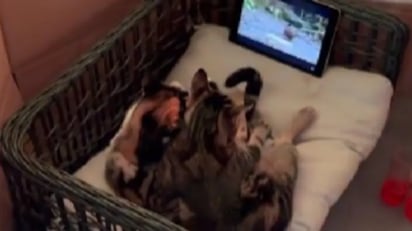 Atrapa a su gato en una cita romántica y el video se hace viral : El gatito se encontraba en una cita con su gatita con películas y palomitas 