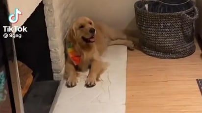 Perrito se vuelve viral por su reacción al recibir aplausos: Dentro de los primeros segundos del metraje se observa a varias personas reunidas.