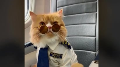 “El michi piloto”: Gatito aviador se vuelve viral en redes: Un gatito con uniforme de aviador y a bordo de un avión se robó los corazones del público en Internet