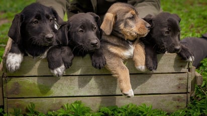 Congreso de NL contempla sanciones muy 'bravas' por la venta de perros y gatos