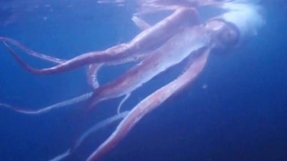 Buzos graban a un calamar gigante frente a la costa de Japón